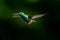 Colorful Black-throated Mango caught in flight against a black background