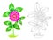 Colorful and black and white pattern for coloring. Illustration of wild red clover. Meadow flower. Worksheet for coloring book.