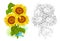 Colorful and black and white template for coloring. Illustration of a bouquet of sunflowers. Draw the greeting card with flowers.