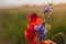 Colorful bloom blooming field on green background.