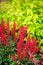 colorful blooming astilbe in summer garden in mixed border