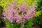 Colorful blooming astilbe in summer garden in mixed border