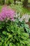 colorful blooming astilbe in summer garden in mixed border with hostas and cornus