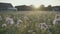 Colorful blooming field in the sunset