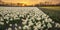 Colorful blooming flower field with white Narcissus or daffodil during sunset