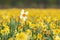 Colorful blooming flower field with yellow Narcissus or daffodil closeup during sunset