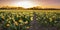 Colorful blooming flower field with yellow Narcissus or daffodil during sunset