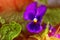 Colorful blooming flowers of heartsease or Viola or Pansy flowers