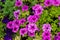 colorful blooming flowers of Petunia in the garden