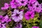 colorful blooming flowers of Petunia in the garden