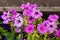 colorful blooming flowers of Petunia in the garden