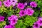 colorful blooming flowers of Petunia in the garden