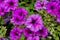 colorful blooming flowers of Petunia in the garden