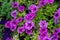 colorful blooming flowers of Petunia in the garden