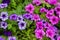 colorful blooming flowers of Petunia in the garden