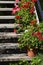 Colorful blooming geranium plants in flower pots in the garden on old wooden stairs.