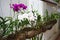 Colorful blooming orchids in hanging coconut husk planters in Luang Prabang, Laos