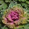 Colorful blooming ornamental cabbage flower cauliflower with frost