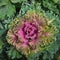 Colorful blooming ornamental cabbage flower cauliflower with frost