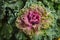 Colorful blooming ornamental cabbage flower cauliflower with frost