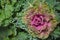 Colorful blooming ornamental cabbage flower cauliflower with frost