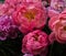 Colorful blooming peony flowers in amzing colors in summer