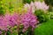 Colorful blooming pink astilbe in summer garden