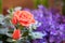 Colorful blooming pink rosse, nature background, soft focus