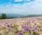 Colorful blooming purple violet Crocus heuffelianus Crocus vernus alpine flowers on spring Carpathian mountain plateau valley,