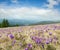Colorful blooming purple violet Crocus heuffelianus Crocus vernus alpine flowers on spring Carpathian mountain plateau valley,
