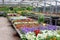 Colorful blooming summer plants garden center, Netherlands