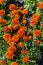 Colorful blooming tagetes