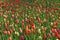 Colorful blooming tulip field