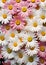 Colorful Blooms: A Teen\\\'s Puzzle of Daisy Keys and Petal Portrai