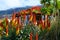 Colorful blossom of aloe vera plant on tropical island La Palma, Canary, Spain