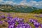 Colorful blossom of the first spring flowers scrocus in Ukrainian Carpathian mountains