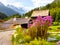Colorful blossom flowers garden bush, Chamonix, France Alps