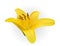 Colorful blossoming yellow naturalistic lily flower on white background. Vector Illustration