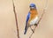 Colorful Blue Bird - The Male Eastern Bluebird in Ontario