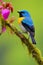 Colorful_blue_bird_male_Redflanked_Bluetail_Tarsiger_cyanurus_1690599775895_2