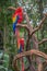 Colorful of Blue and Gold Macaw aviary