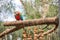 Colorful of Blue and Gold Macaw aviary