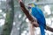 Colorful of Blue and Gold Macaw aviary