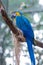 Colorful of Blue and Gold Macaw aviary