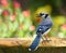 Colorful blue jay bird