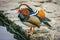 Colorful, blue, orange, white, red, orange, black and brown mandarin male duck