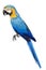 Colorful blue parrot macaw