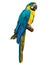 Colorful blue parrot macaw