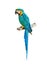 Colorful blue parrot macaw