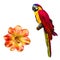 Colorful blue parrot macaw, bright red Flower